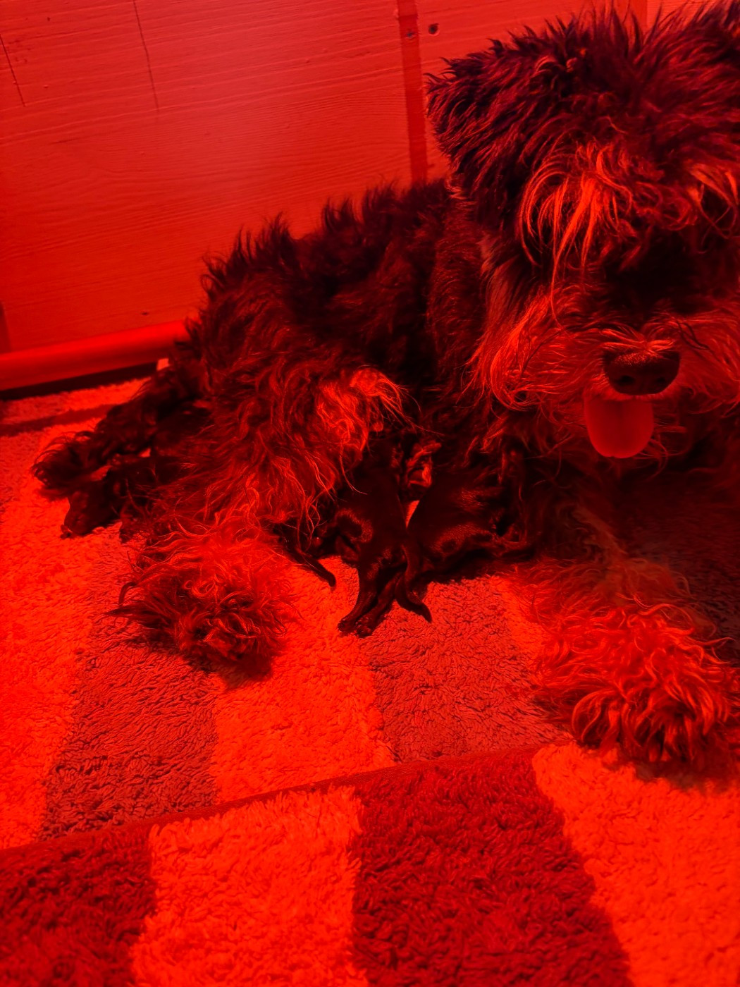 🐾 Ils sont arrivés ! 🐾